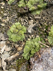Riccia cavernosa
