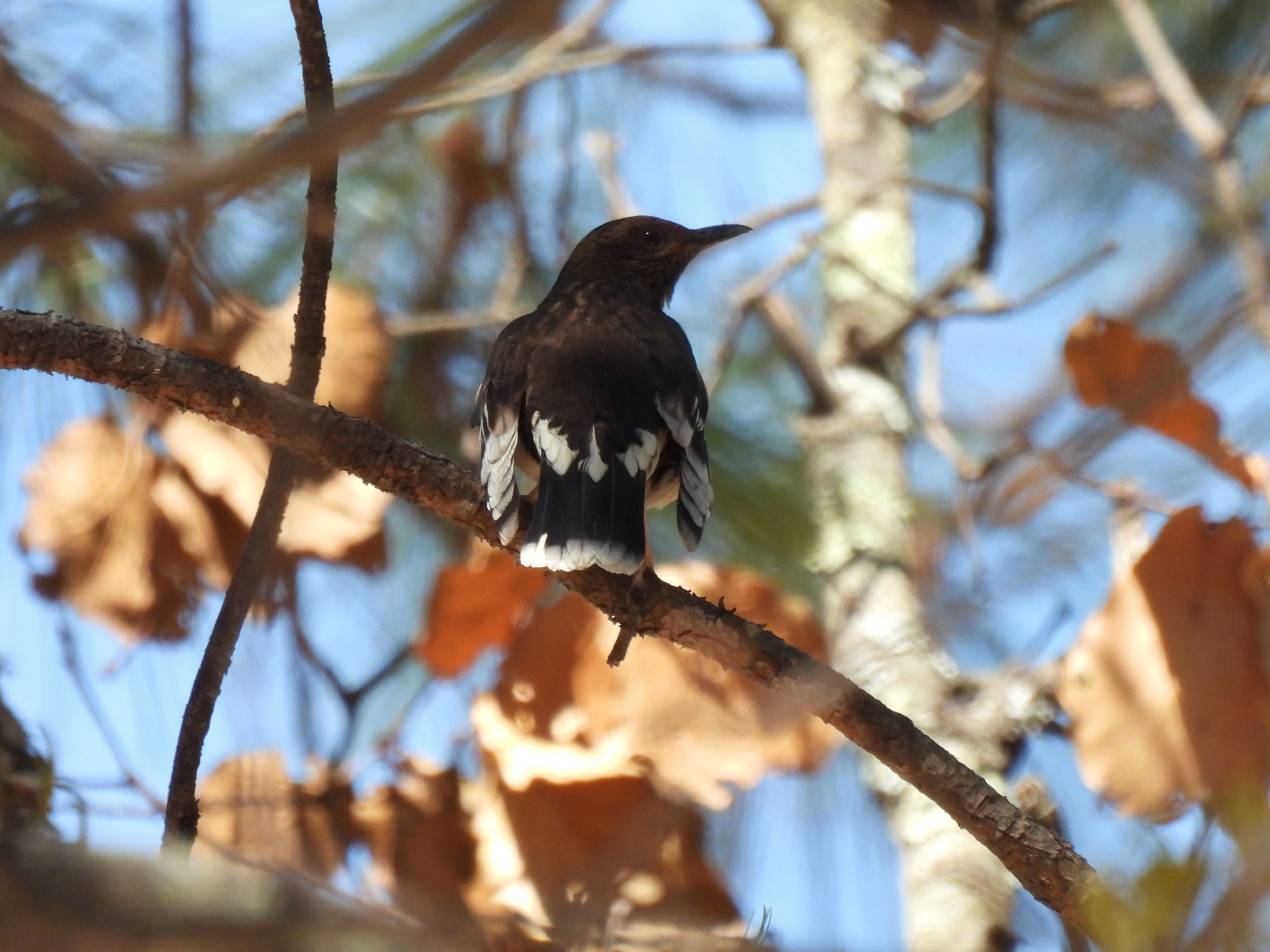 Aztec Thrush (Ridgwayia pinicola), photo 2