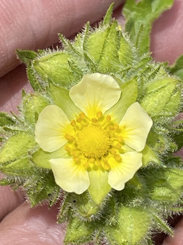 tall cinquefoil (Potentilla arguta)