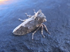 Microcentrus perditus