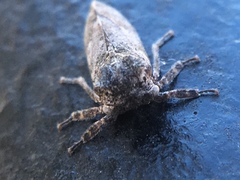 Microcentrus perditus