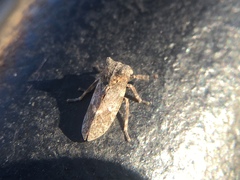 Microcentrus perditus