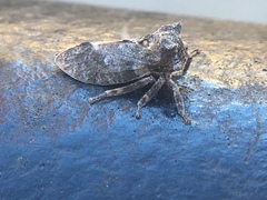 Microcentrus perditus