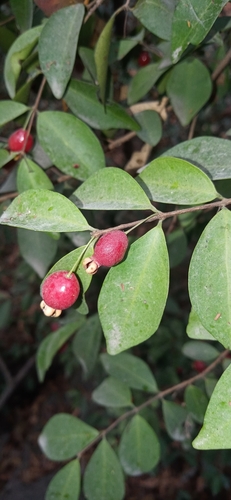 Eugenia lagoensis