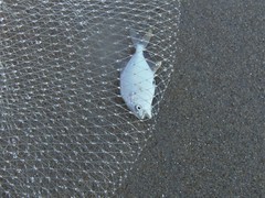 Trachinotus carolinus