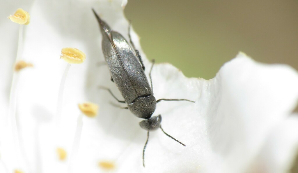 Mordellistena aemula
