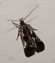 Dichomeris ochripalpella