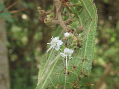 Miconia mollicula