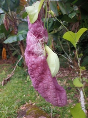 Aristolochia gigantea image