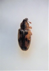 Peristoreus
