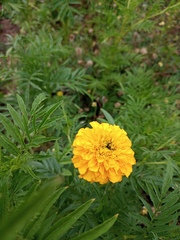 Tagetes erecta image