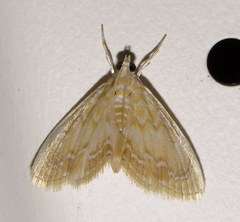 Glaphyria glaphyralis