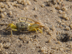 Leptuca leptodactyla