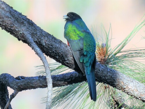 Eared Quetzal (Euptilotis neoxenus), photo 10