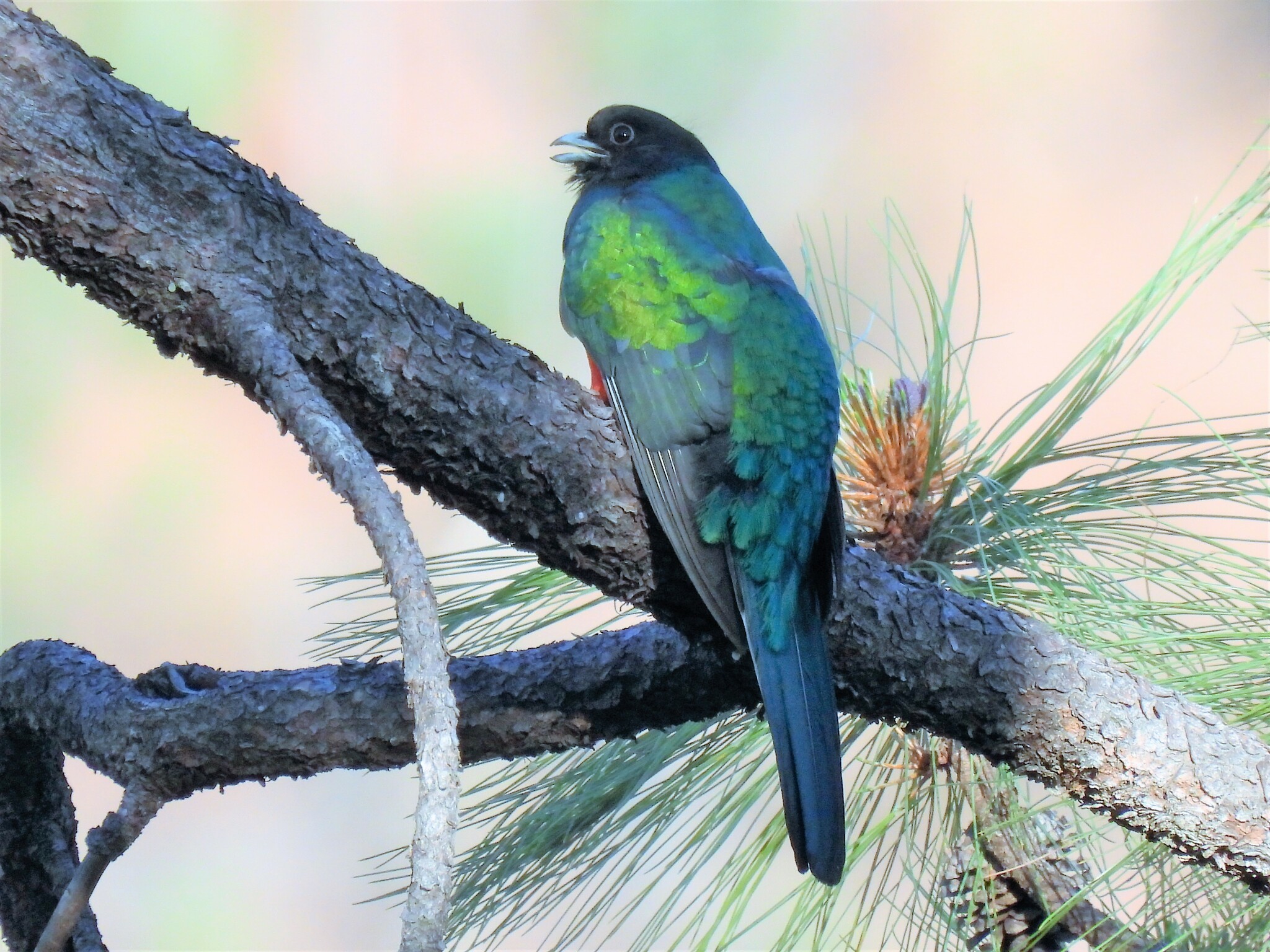 Eared Quetzal (Euptilotis neoxenus), photo 6