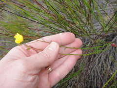 Crocanthemum scoparium