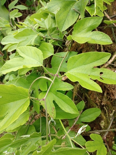 Passiflora holosericea image