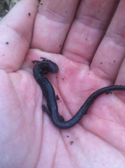 Plethodon electromorphus