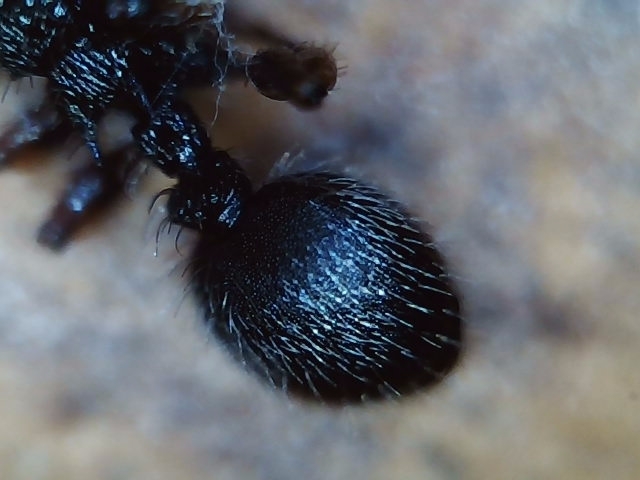 Procryptocerus belti