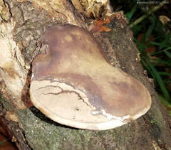 Ganoderma