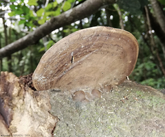 Ganoderma