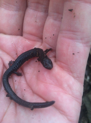 Plethodon electromorphus