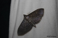 Pilocrocis ramentalis