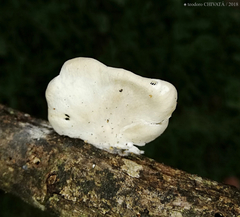 Pleurotus