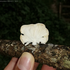 Pleurotus