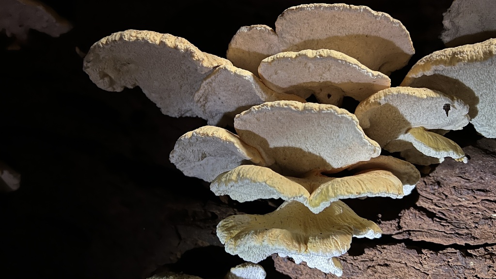 Laetiporus versisporus from Maleny, QLD, AU on May 27, 2023 at 11:39 AM ...