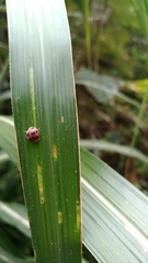 Epilachna crassimala