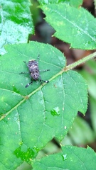 Androceras flabellicorne