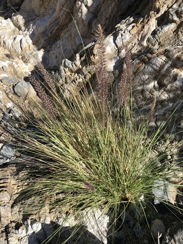 iNaturalist observation photo of Fountain Grass