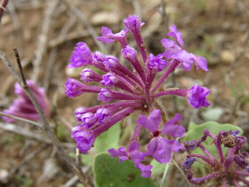 Narrowleaf Sand Verbena (Abronia angustifolia)