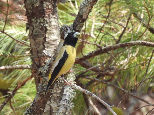 Hooded Grosbeak (Hesperiphona abeillei), photo 5