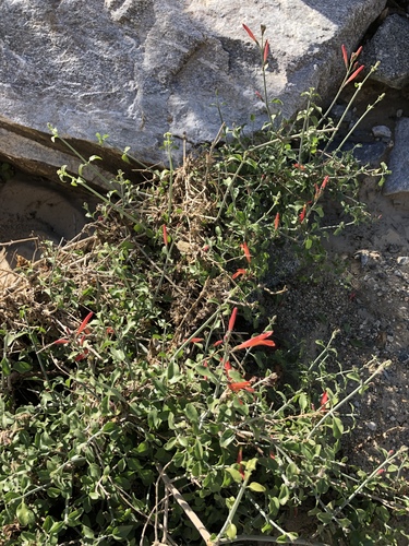 iNaturalist observation photo of chuparosa