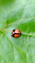 Coelophora biplagiata