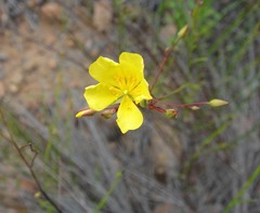 Crocanthemum scoparium