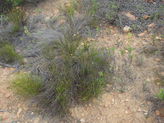 Crocanthemum scoparium