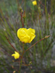 Crocanthemum scoparium