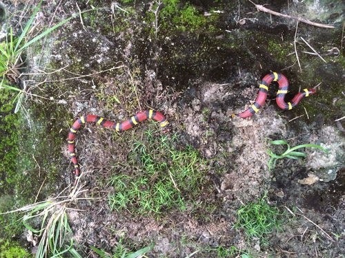 Photo of a Scarlet Kingsnake (Lampropeltis elapsoides)