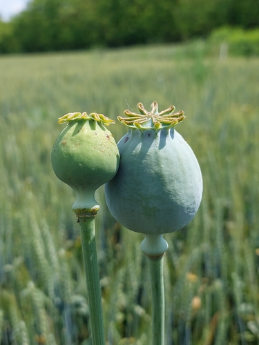 Papaver somniferum