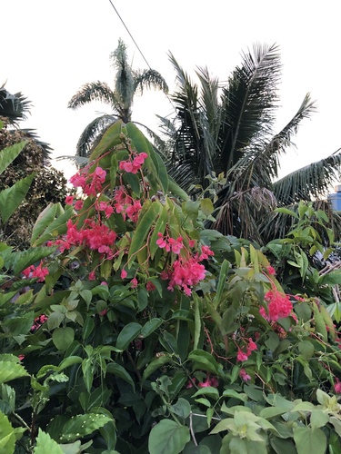 Foto de Begônia-asa-de-anjo