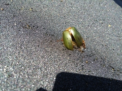 Stethaspis suturalis