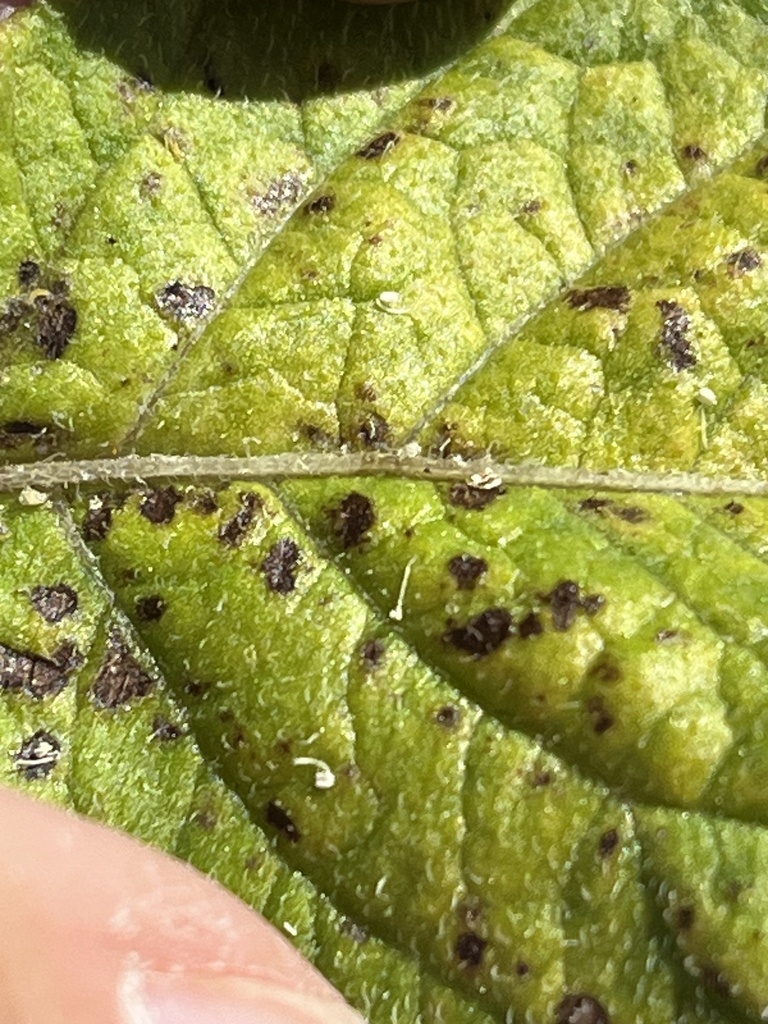 Alternaria alternata from Sonoma Hwy, Glen Ellen, CA, US on June 2 ...