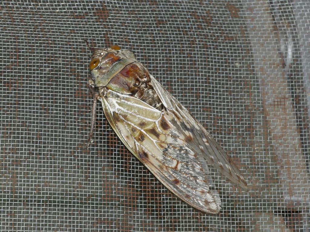 Ugada limbata