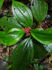 Miconia caquetana