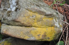 Leproplaca chrysodeta