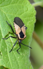 Sephina dorsalis