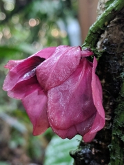 Drymonia coccinea
